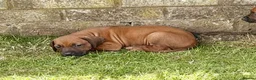 Rhodesian Ridgeback dogs for sale: Rhodesian Ridgeback Puppies EU Pedigree - Advert 7