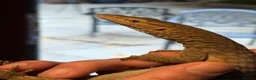 Monitor reptiles for sale: Tristis Tristis Monitor  (Black Headed Monitor) - Advert 2