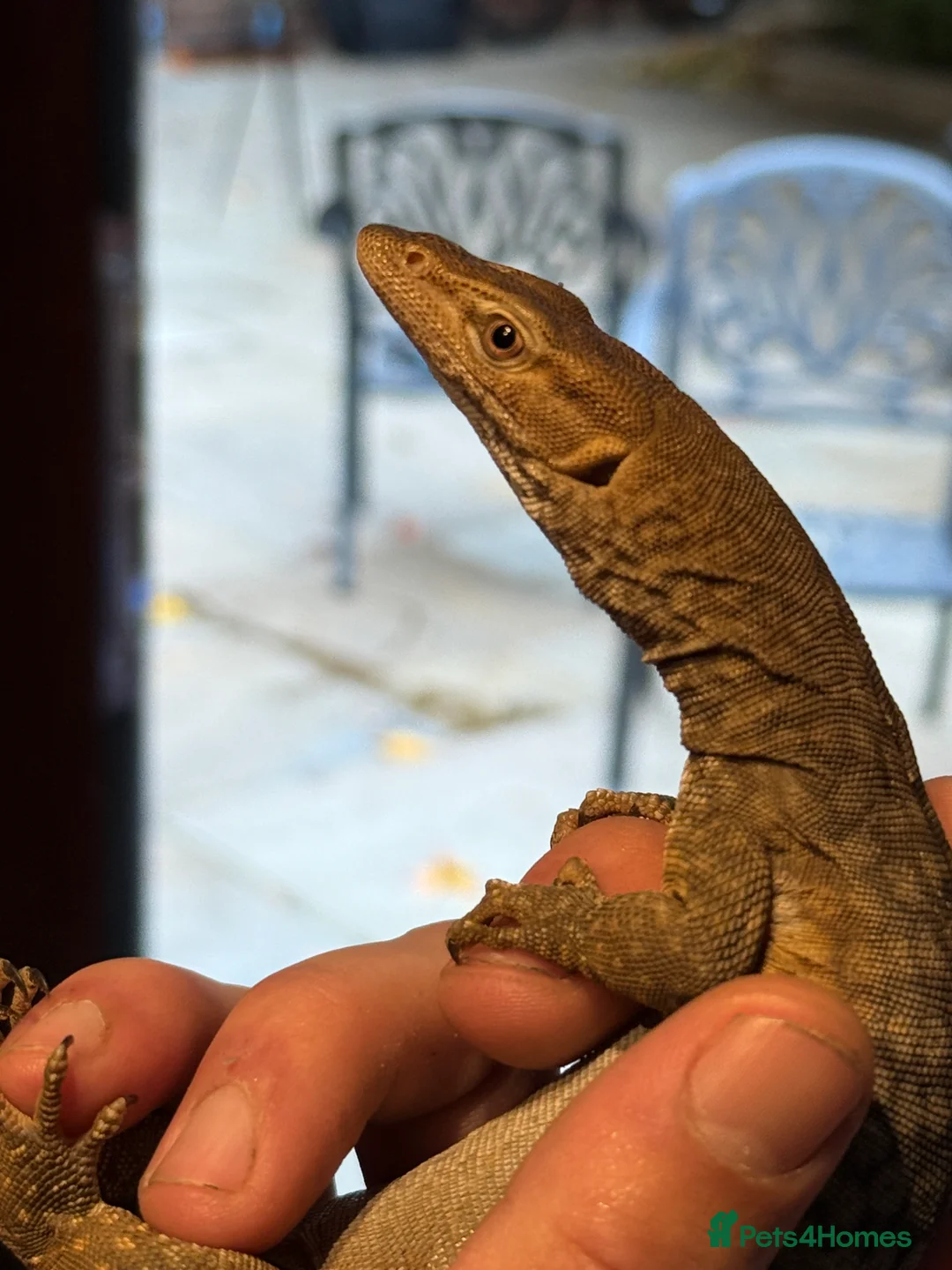 Monitor reptiles for sale: Tristis Tristis Monitor  (Black Headed Monitor) - Advert 2