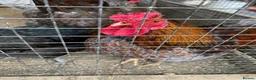 Chickens poultry for sale: Fancy chickens for sale - Advert 5