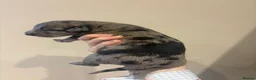 Mixed Breed dogs for sale: Whippet x lurcher pups in Stanley - Advert 18