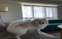 Pomeranian dogs for sale: Loui - Full Pomeranian - Image 2