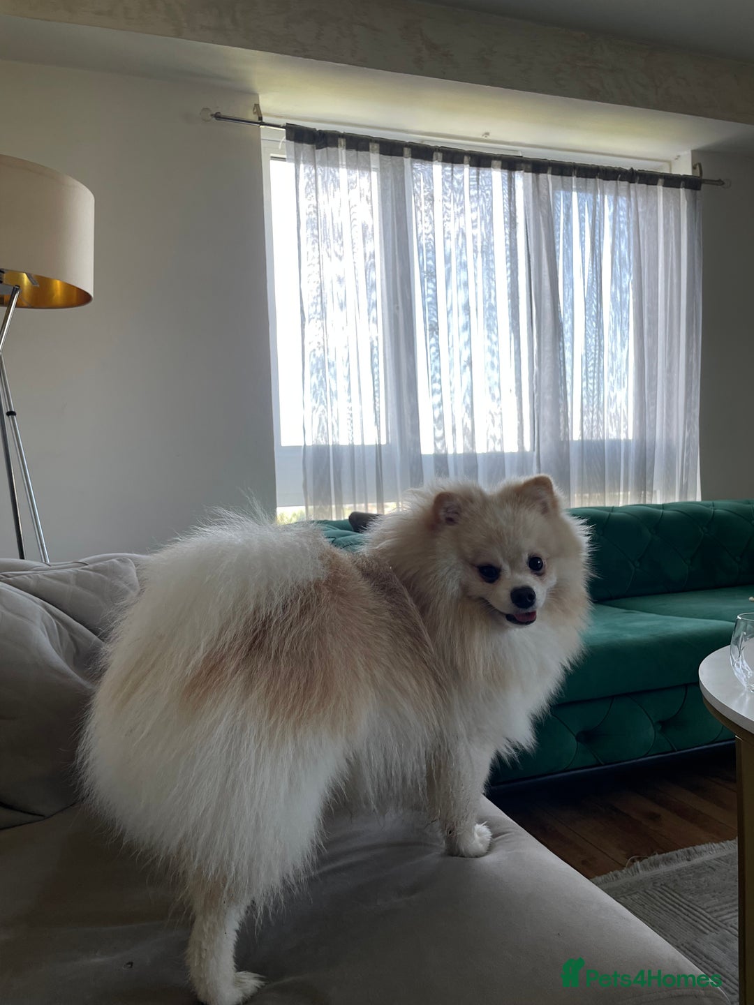 Pomeranian dogs for sale: Loui - Full Pomeranian - Image 2