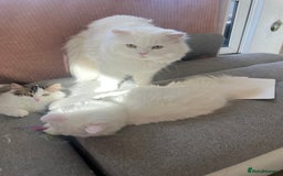 Persian cats for sale: Gentle and sweet Persian kittens - Image 2