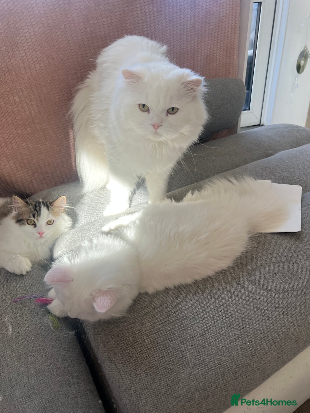 Persian cats for sale: Gentle and sweet Persian kittens - Image 2