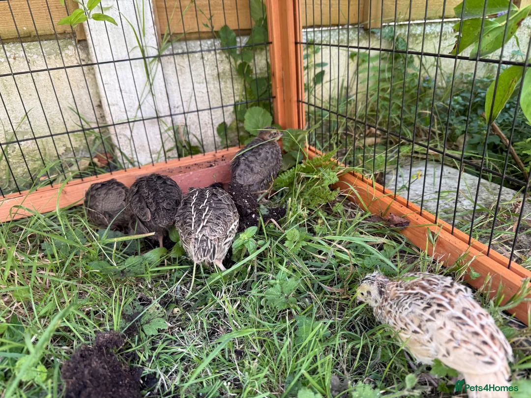 Quail poultry for sale: Quails family laying eggs  - Advert 5