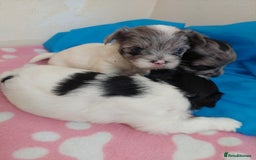 Yorkshire Terrier dogs for sale: Rare Colourful Pedigree Yorkies Certified Breeder - Image 4