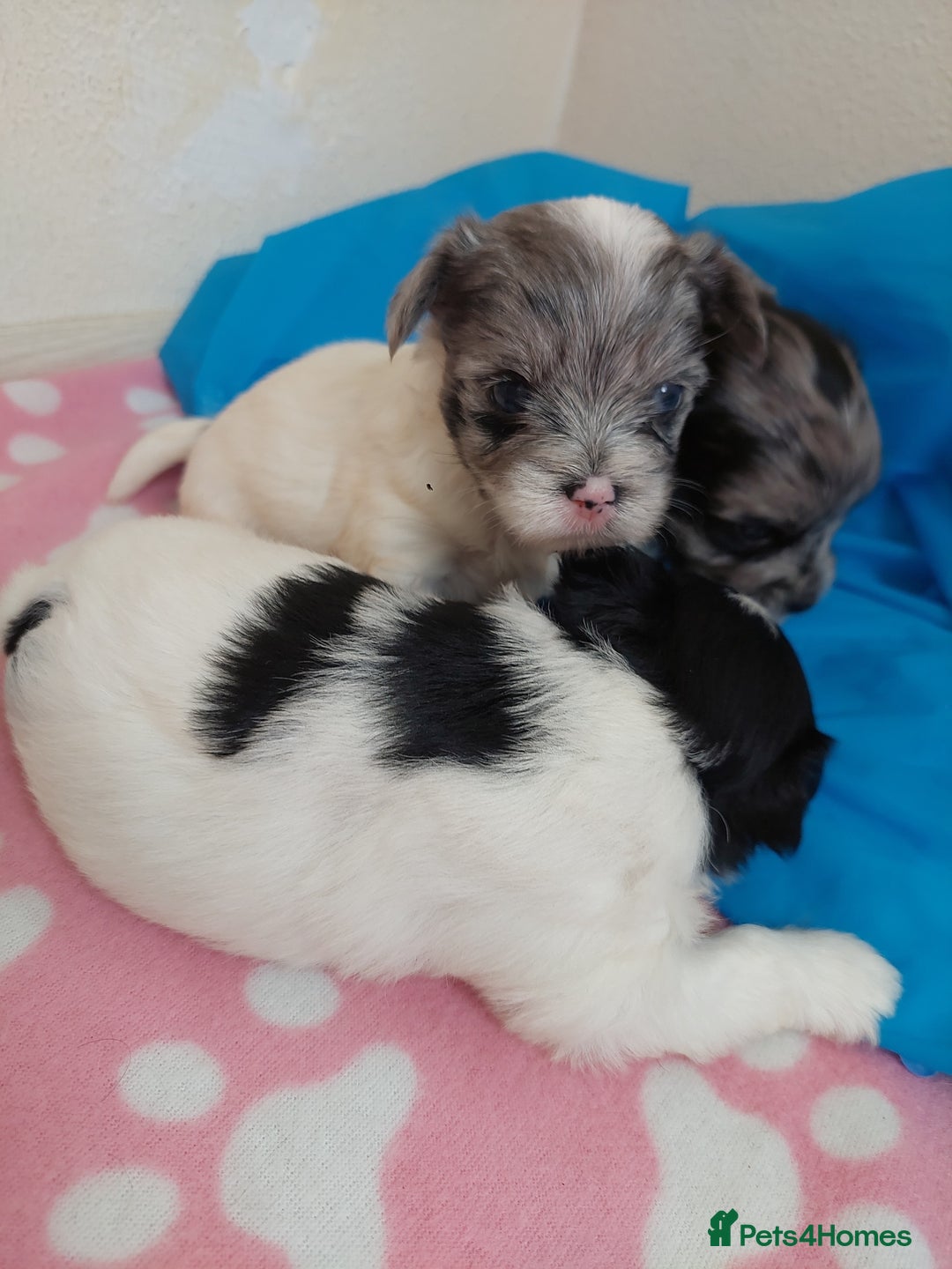 Yorkshire Terrier dogs for sale: Rare Colourful Pedigree Yorkies Certified Breeder - Image 4