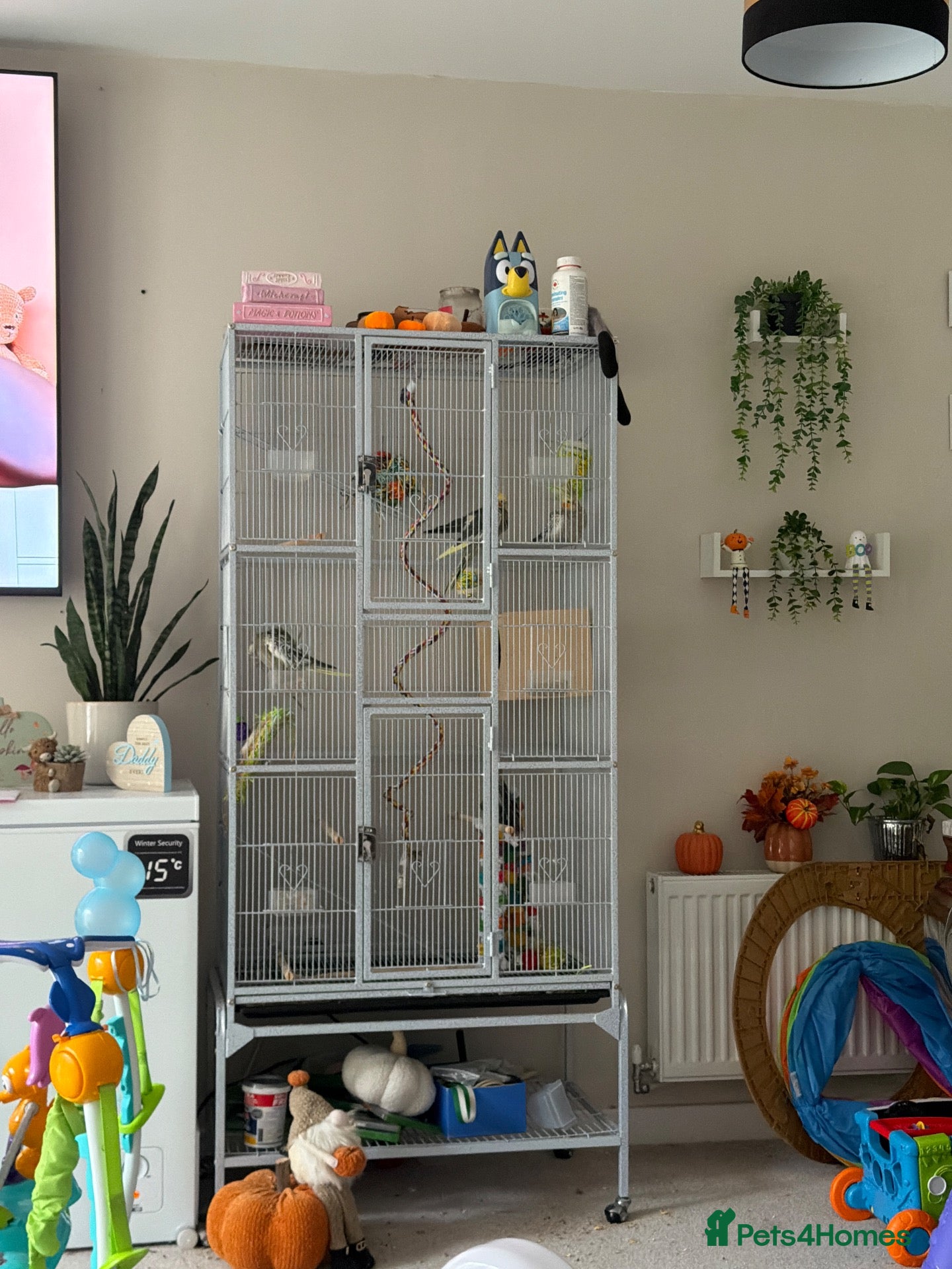 Guinea Pig rodents Cockatiels  - Advert 2