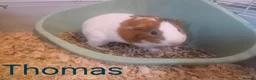 Mixed Breed rabbits for sale: Rabbits and guinea pigs  - Advert 8