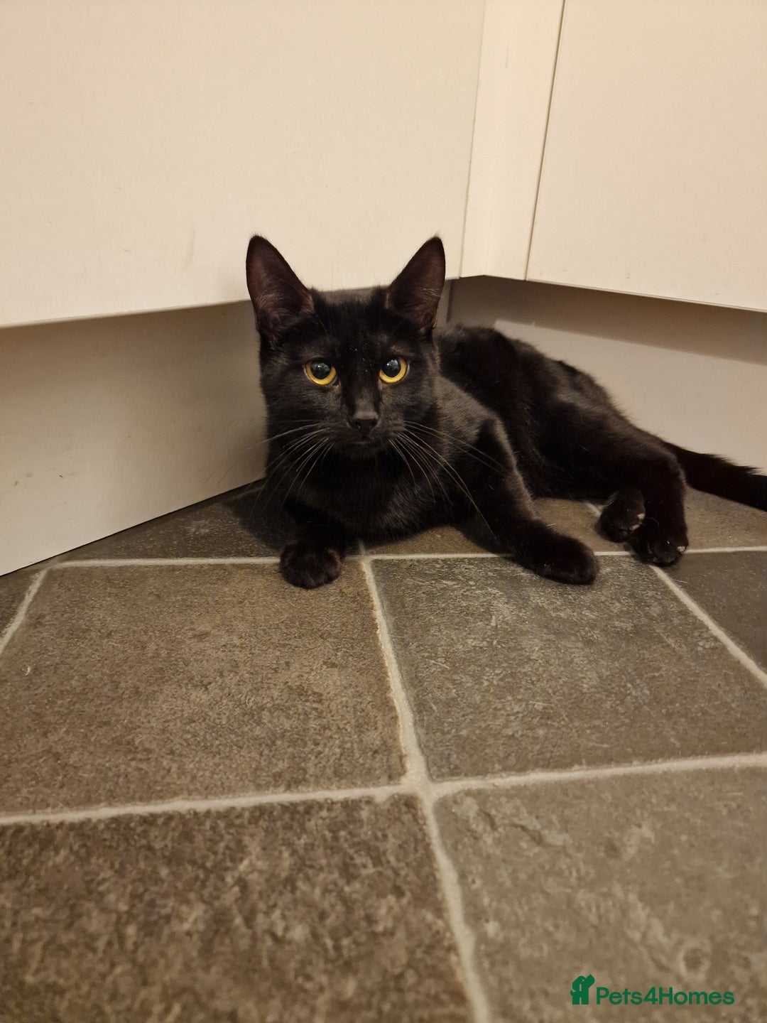 Mixed Breed cats for sale: 2 kittens 7 months old  - Advert 3