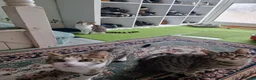Mixed Breed cats for sale: Tabby Cats 4 Sale in Barking - Advert 29