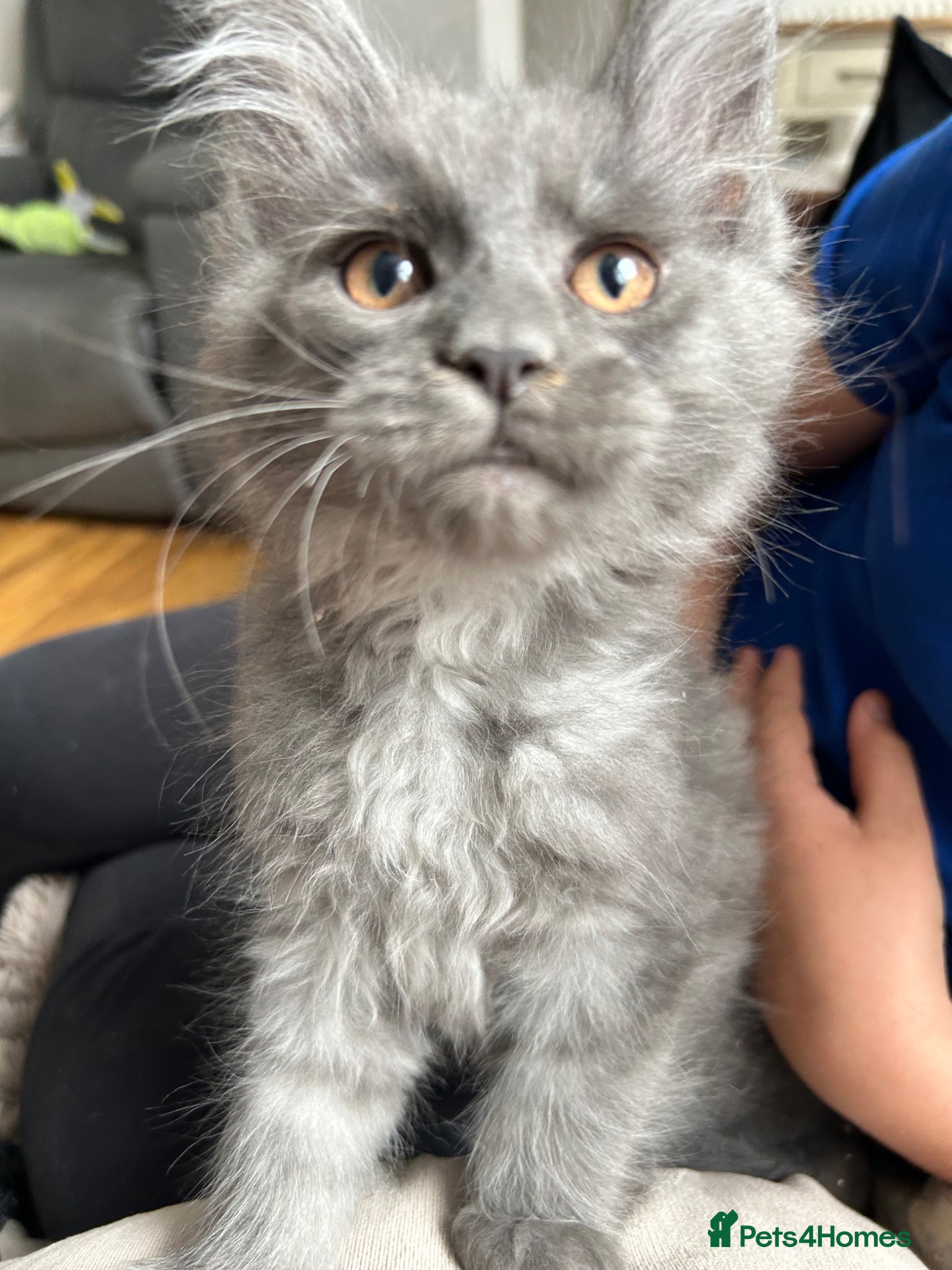 Maine Coon cats 2 Maine coones ready 12th of June  - Advert 1
