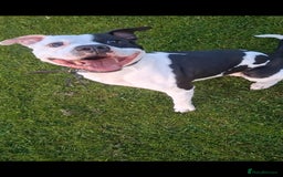 Mixed Breed dogs for sale: "BEAR" For Sale - Image 2