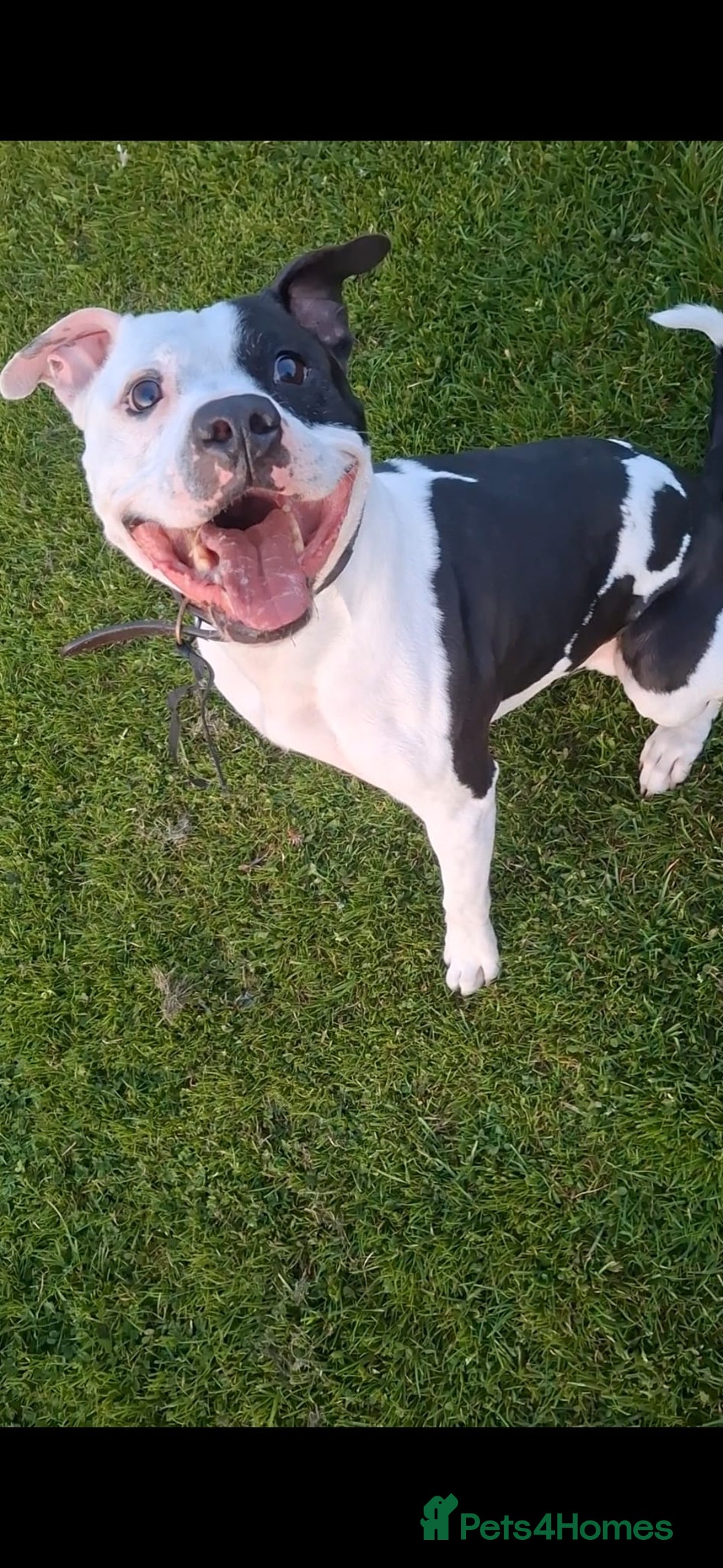 Mixed Breed dogs for sale: "BEAR" For Sale - Image 2