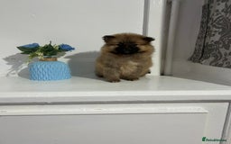 Pomeranian dogs for sale: BEAUTIFUL POMERANIAN GIRL  - Advert 8