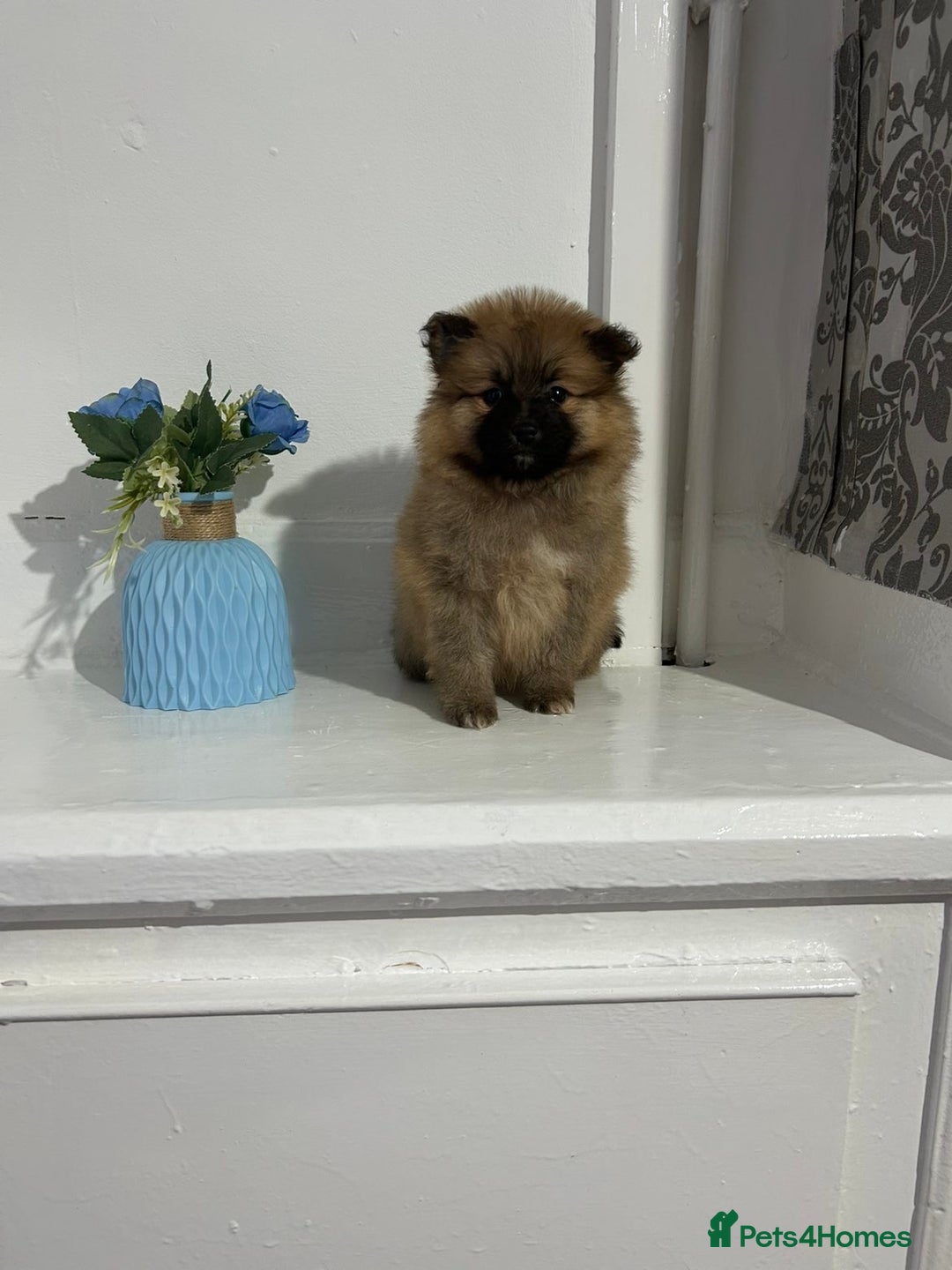 Pomeranian dogs for sale: BEAUTIFUL POMERANIAN GIRL  - Advert 8