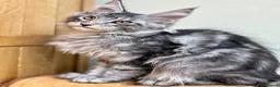 Maine Coon cats for sale: Beautiful Maine Coon kittens - Advert 9