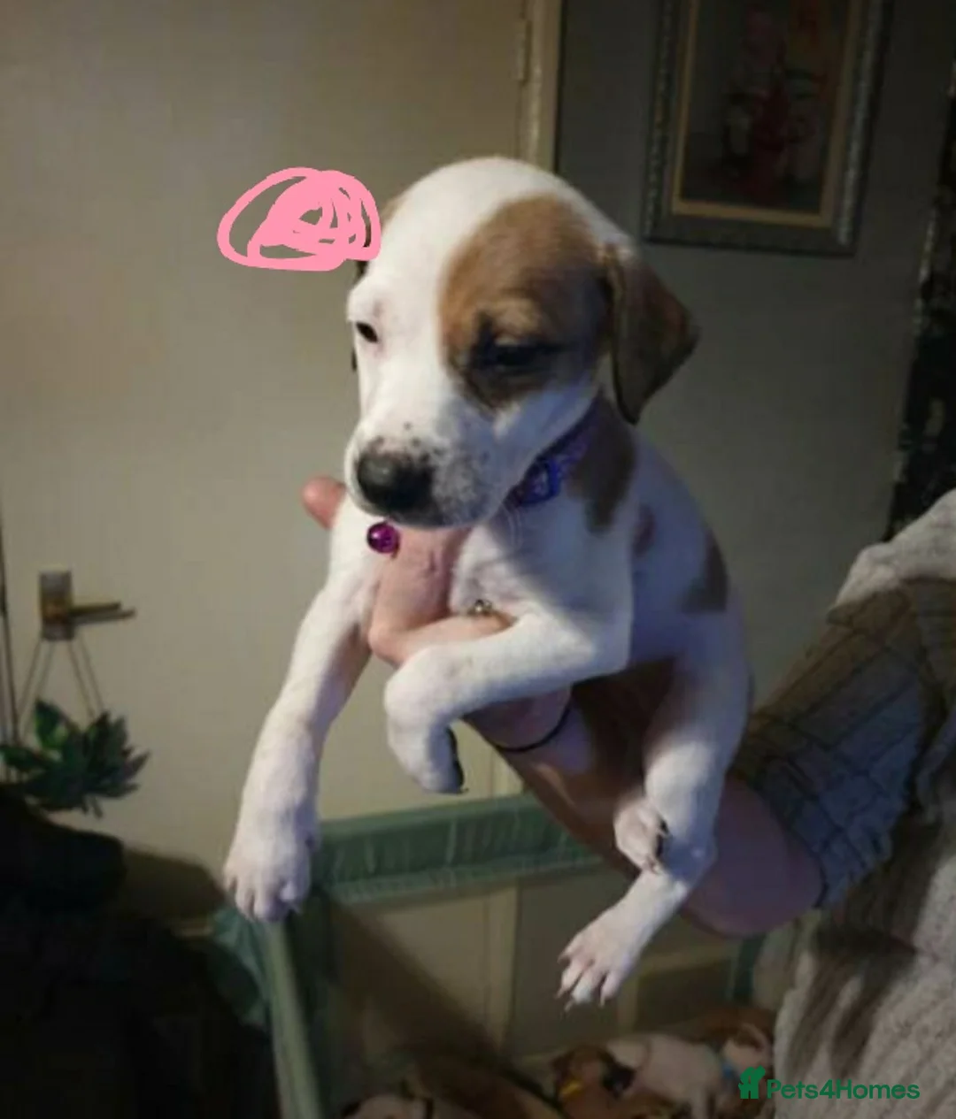 Mixed Breed dogs for sale: 10 puppies 5 girls 5 boys  - Advert 12