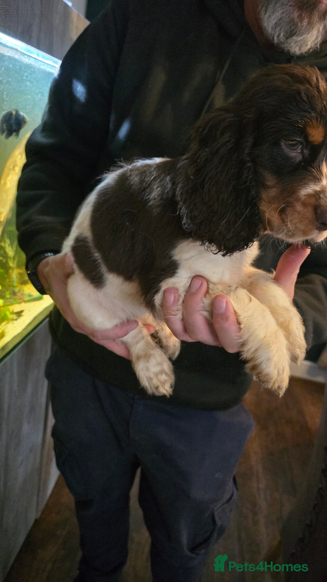 Cocker Spaniel dogs for sale: Chocolate Roan & Tan Cocker Spaniel Puppies - Advert 18