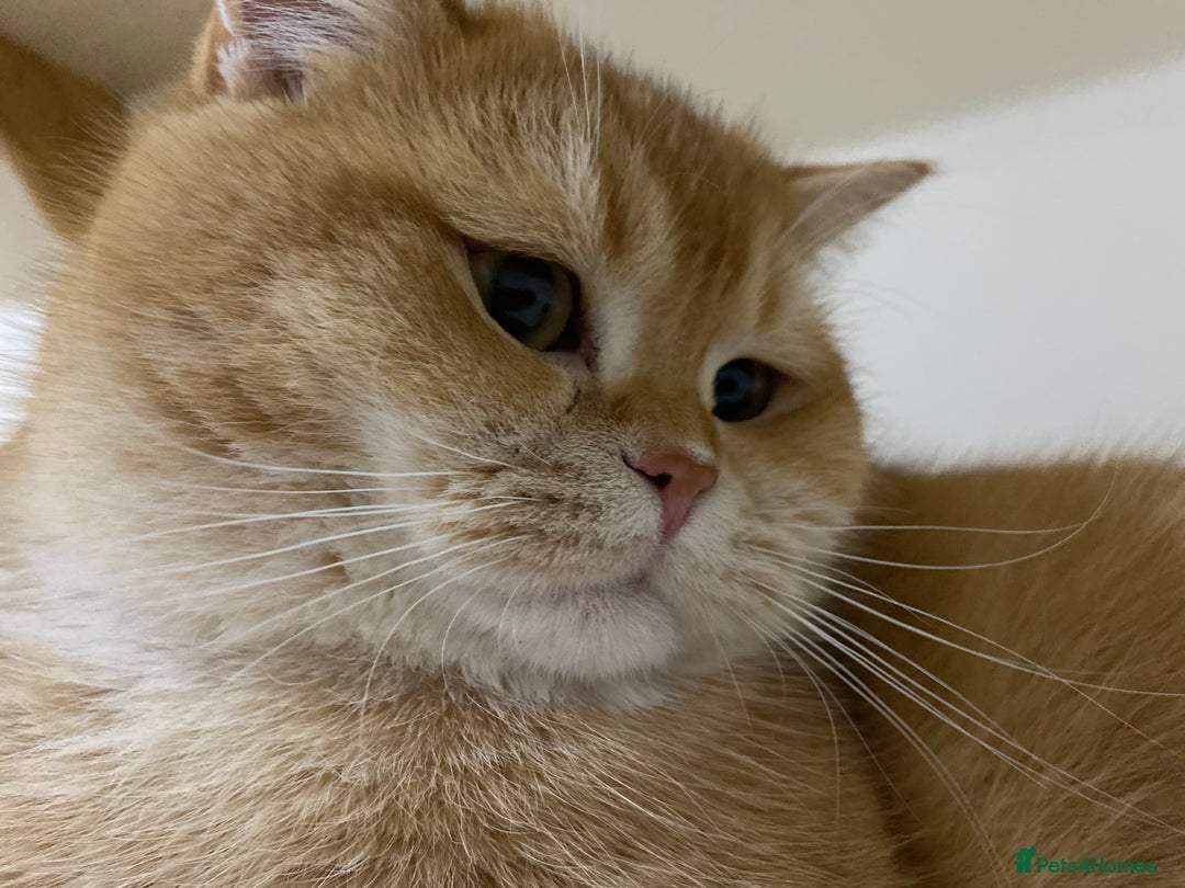 British Shorthair cats for sale: Champion lines for adoption  - Image 20