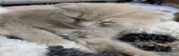 Scottish Fold cats for sale: Scottish folds  - Advert 17