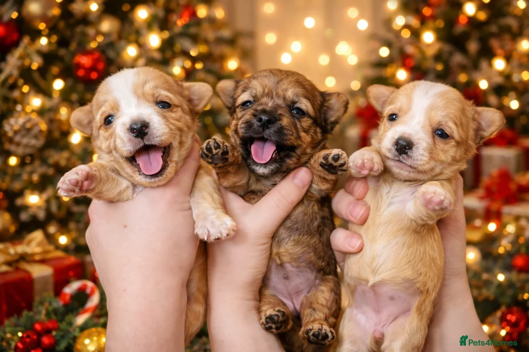 Yorkshire Terrier dogs for sale: wonderful puppies yorkshire terrier - Advert 7