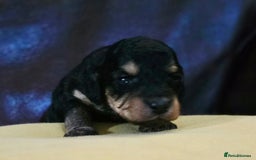 Cockapoo dogs for sale: Stunning F1b cockerpoo's - Image 4