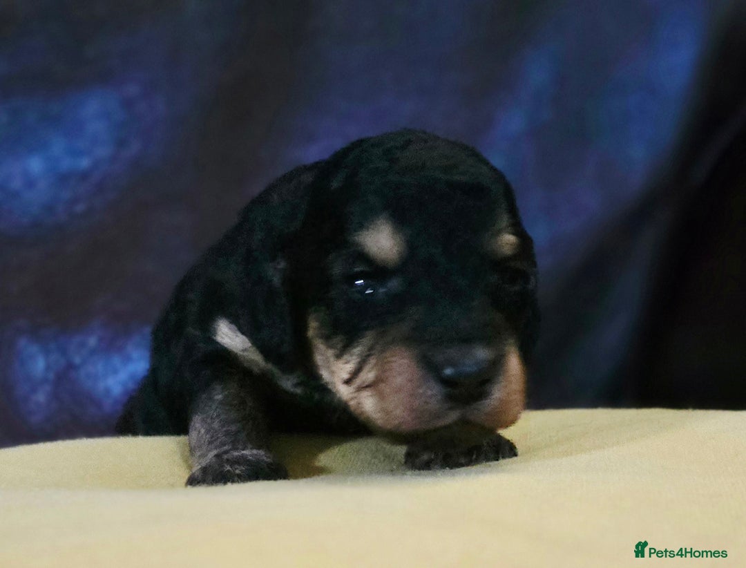 Cockapoo dogs for sale: Stunning F1b cockerpoo's - Image 4