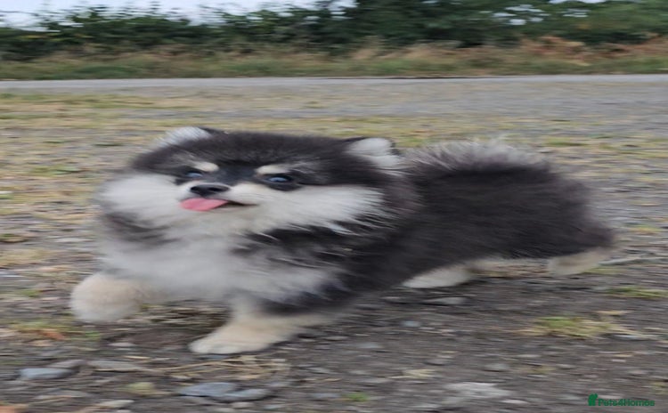 Pomsky dogs - Advert 2