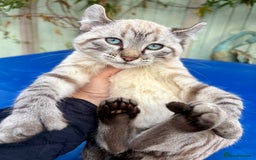 Bengal cats for sale: Breathtaking rare snow leopard  - Advert 20