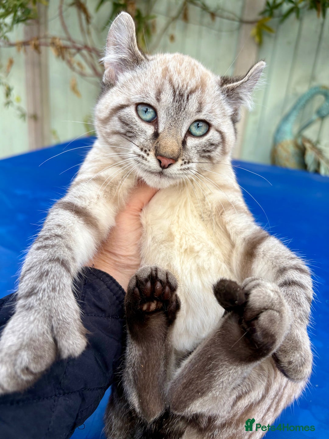 Bengal cats for sale: Breathtaking rare snow leopard  - Advert 20