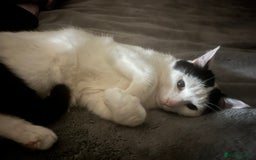 British Shorthair cats for sale: Gorgeous cat for rehoming.  - Image 2