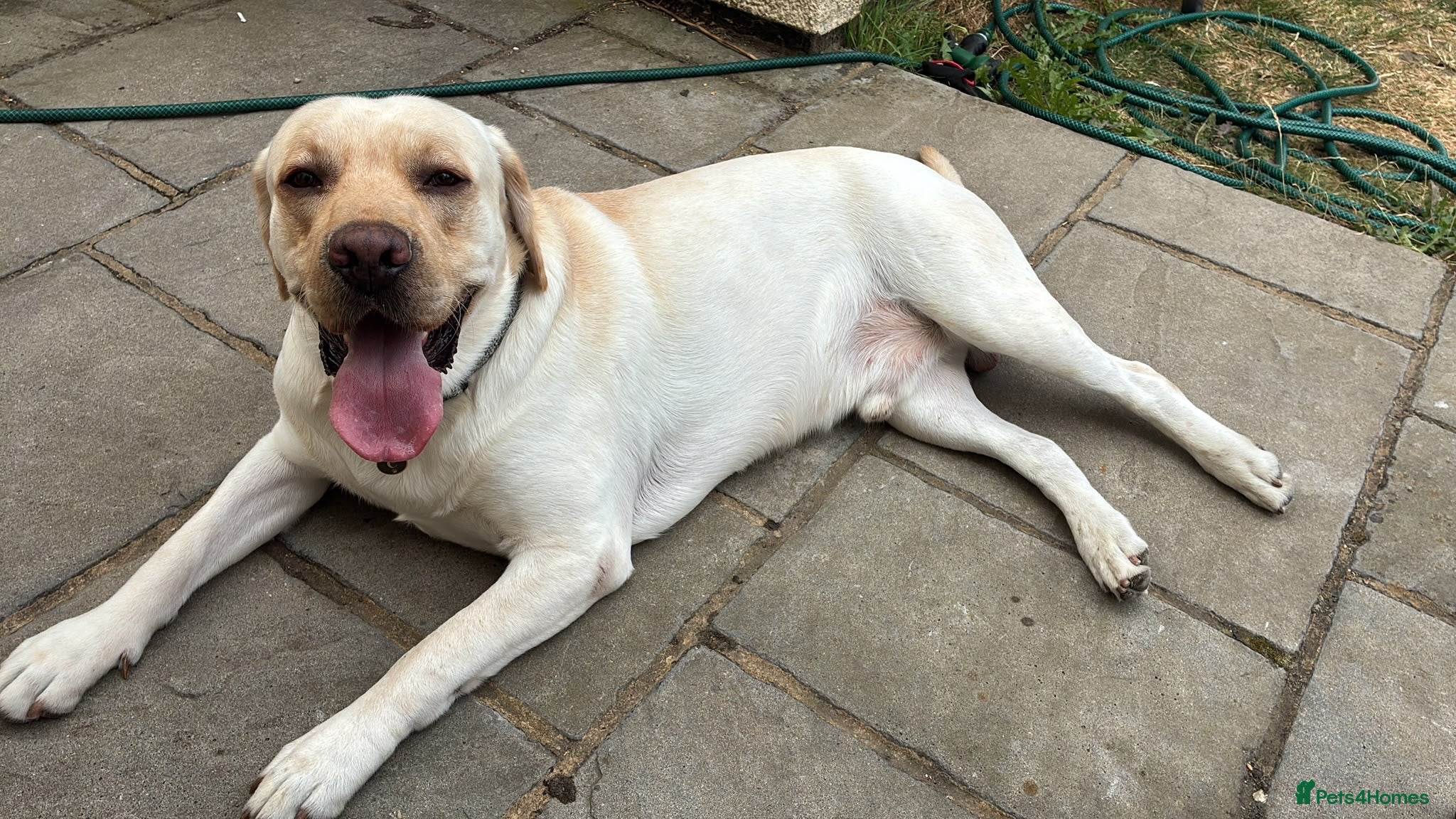Labrador Retriever dogs Nearly 2 year old lab  - Advert 1