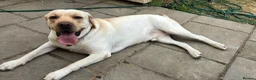 Labrador Retriever dogs for sale: Nearly 2 year old lab  in Halstead - Advert 1