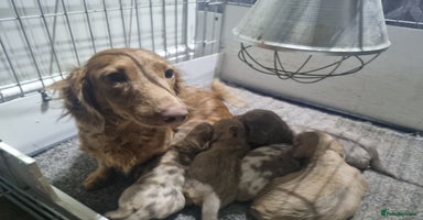 Miniature Dachshund dogs - Advert 4