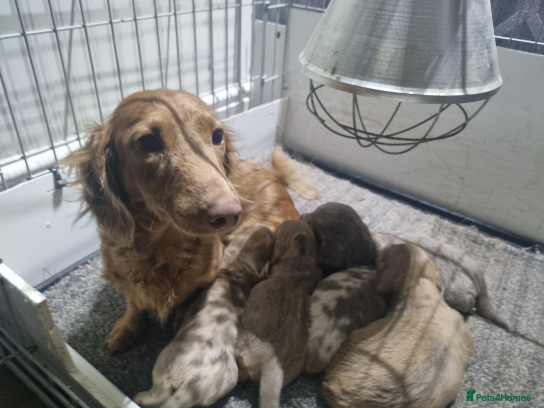 Miniature Dachshund dogs for sale:   Long haired  dachshunds puppies  top quality  - Image 6