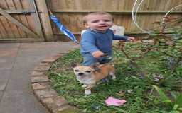 Chihuahua dogs for sale: Chihuahua puppy - Image 2