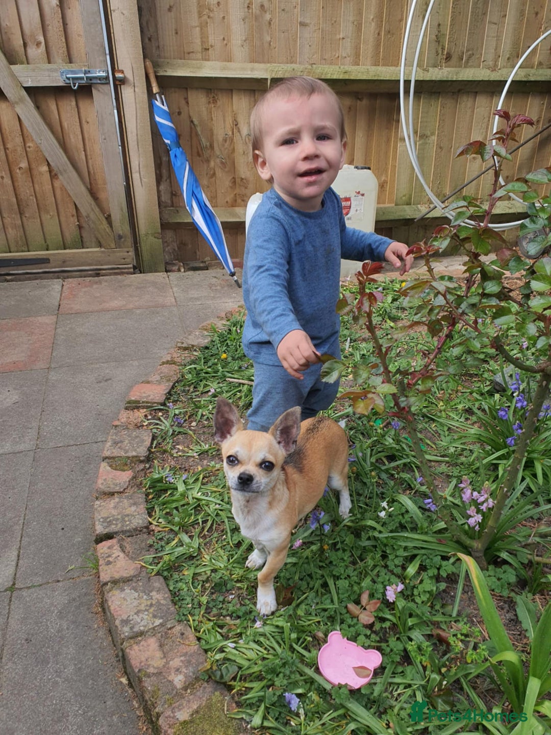 Chihuahua dogs for sale: Chihuahua puppy - Image 2