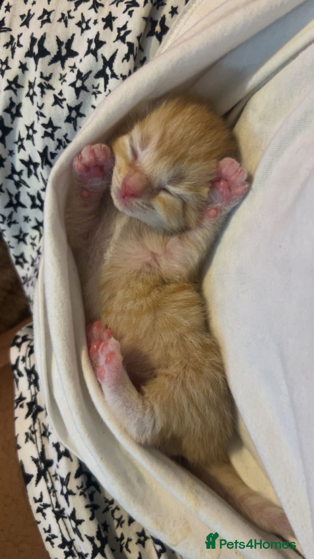 Domestic Shorthair cats for sale: Domestic Shorthair Kittens  - Image 7