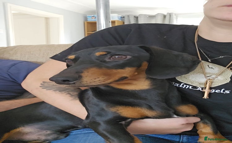 Miniature Dachshund dogs - Advert 19