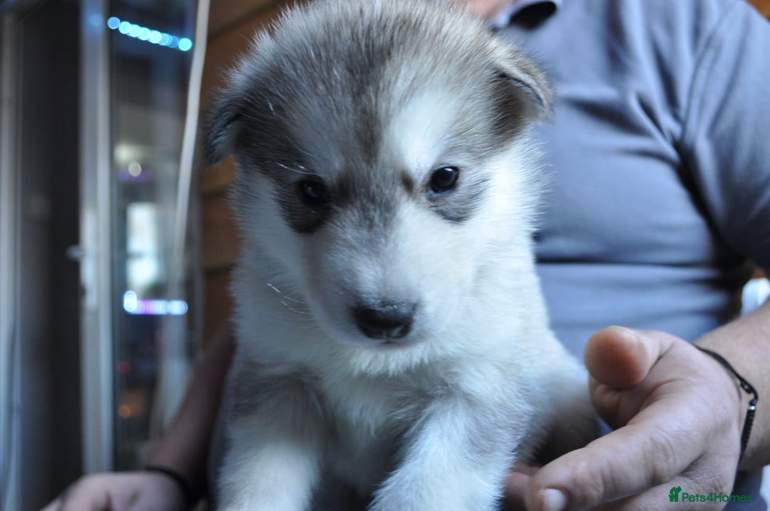 Alaskan Malamute dogs for sale: Alaskan Malamute Puppies - Advert 37