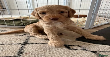 Cockapoo dogs - Advert 8