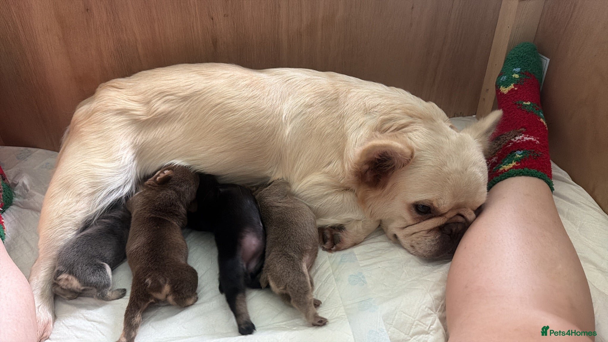 French Bulldog dogs Stunning KC Registered French Bulldog Puppies 🐶 - Advert 3