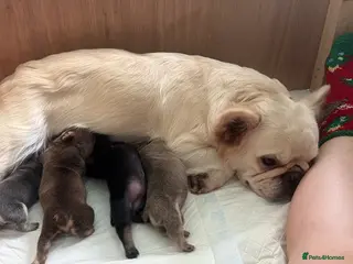 French Bulldog dogs Stunning KC Registered French Bulldog Puppies 🐶 - Advert 1