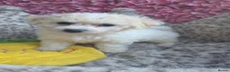Bichon Frise dogs for sale: Bichon Frisé  - Advert 6