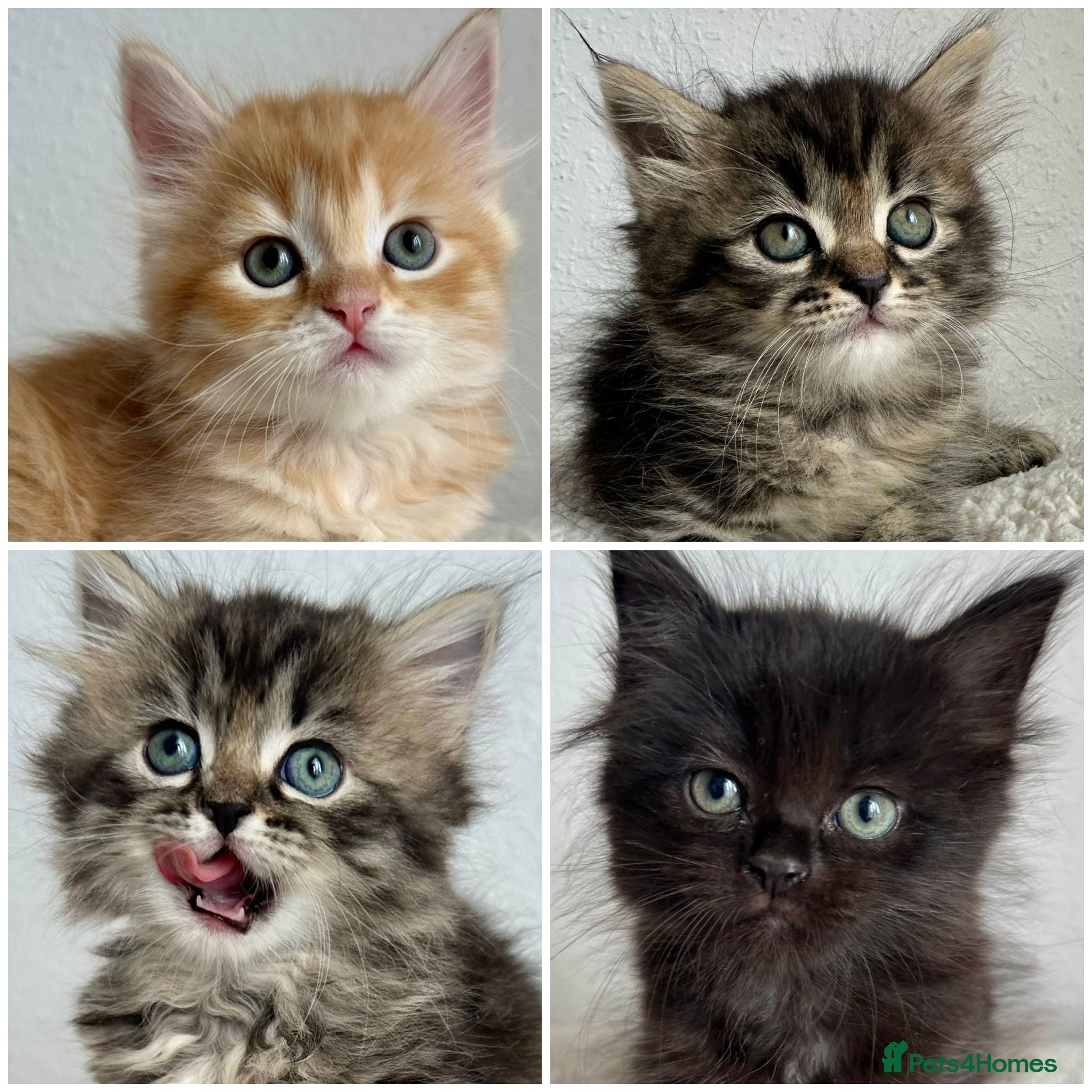 Siberian cats Beautiful Siberian Kittens - Advert 1