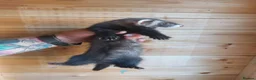 Ferret rodents for sale: Rescue Kits for sale - Advert 9