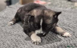 Huskita dogs for sale: FABULOUS HUSKITA PUPPIES Husky x Akita - Image 5