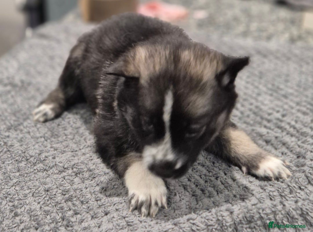 Huskita dogs for sale: FABULOUS HUSKITA PUPPIES Husky x Akita - Image 5